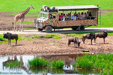 Safari im Serengeti-Park Hodenhagen