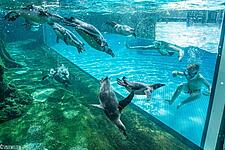 Pinguine schwimmen unter Wasser im Aquarium