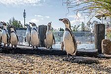 Pinguine stehen nebeneinander