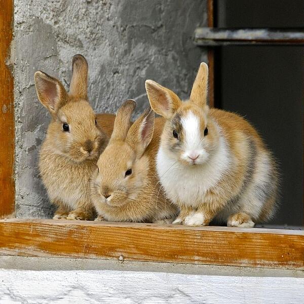 Kaninchen sitzen im Fenster