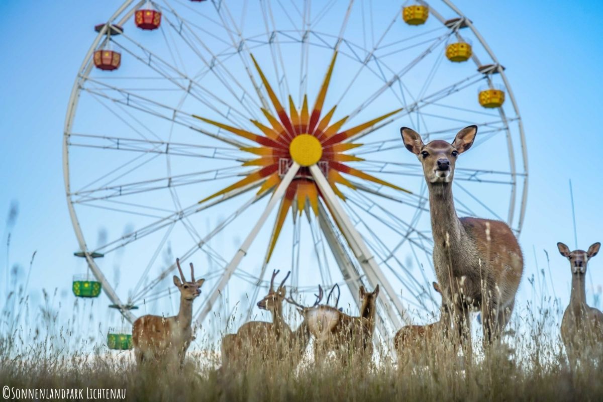 Riesenrad mit Sikahirschen 