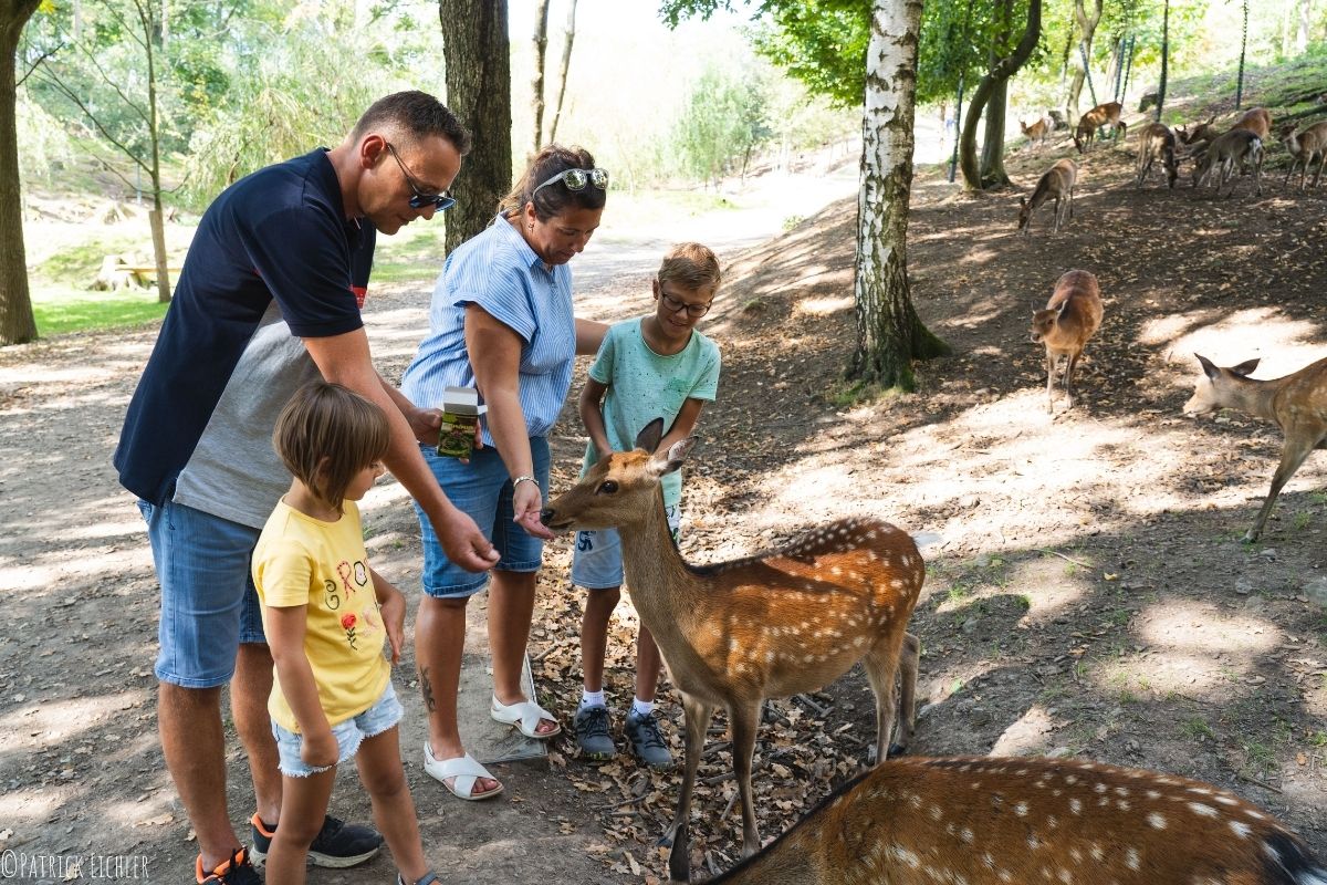 Familie füttert Rehe in einem Park