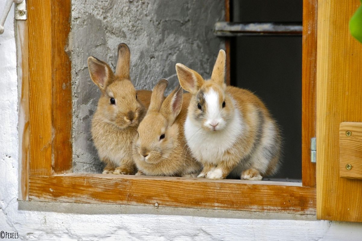 Kaninchen sitzen im Fenster