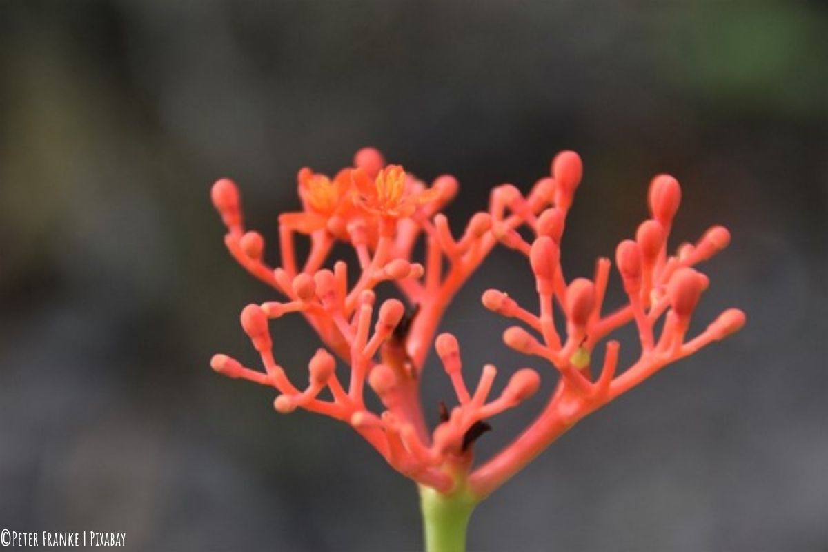 Blüte der Pflanze Ginseng