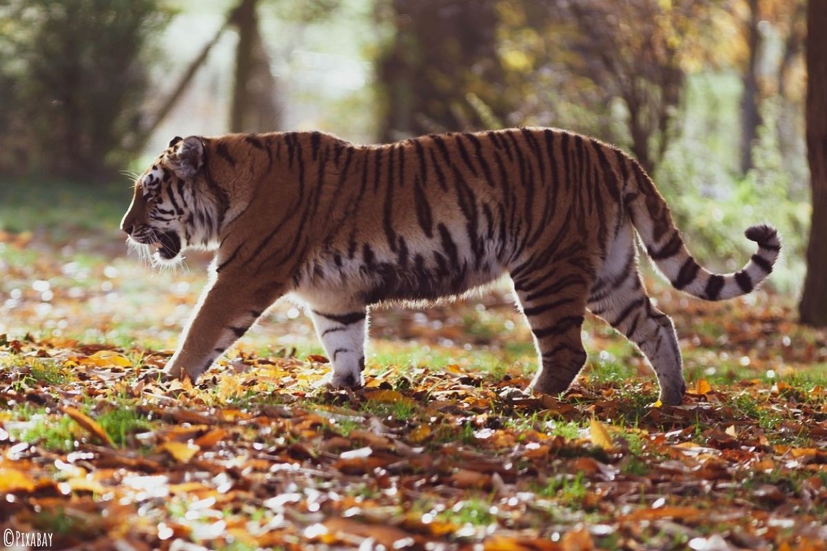 Tiger läuft durch Laub