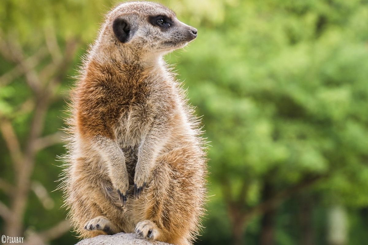 Erdmännchen in seiner Natur