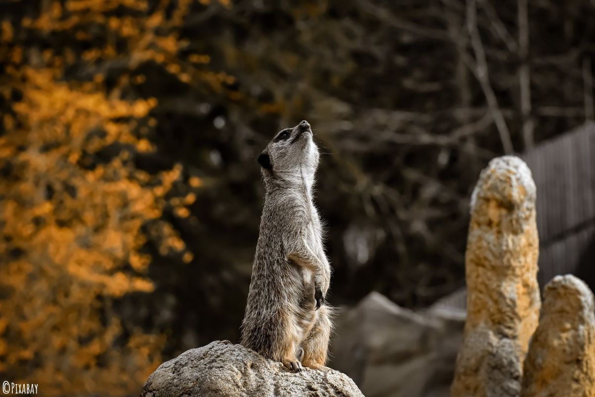 Erdmännchen in aufrechter Haltung