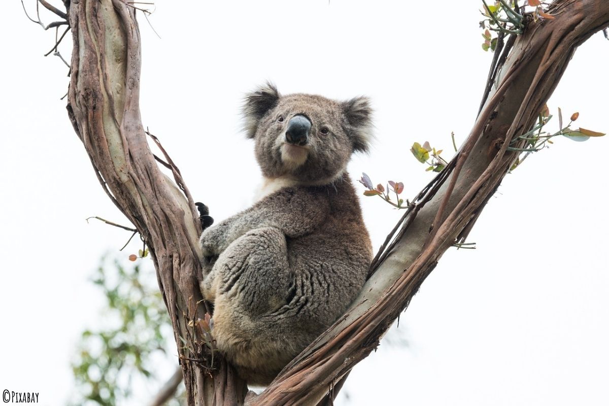 Koala sitzend zwischen zwei Ästen