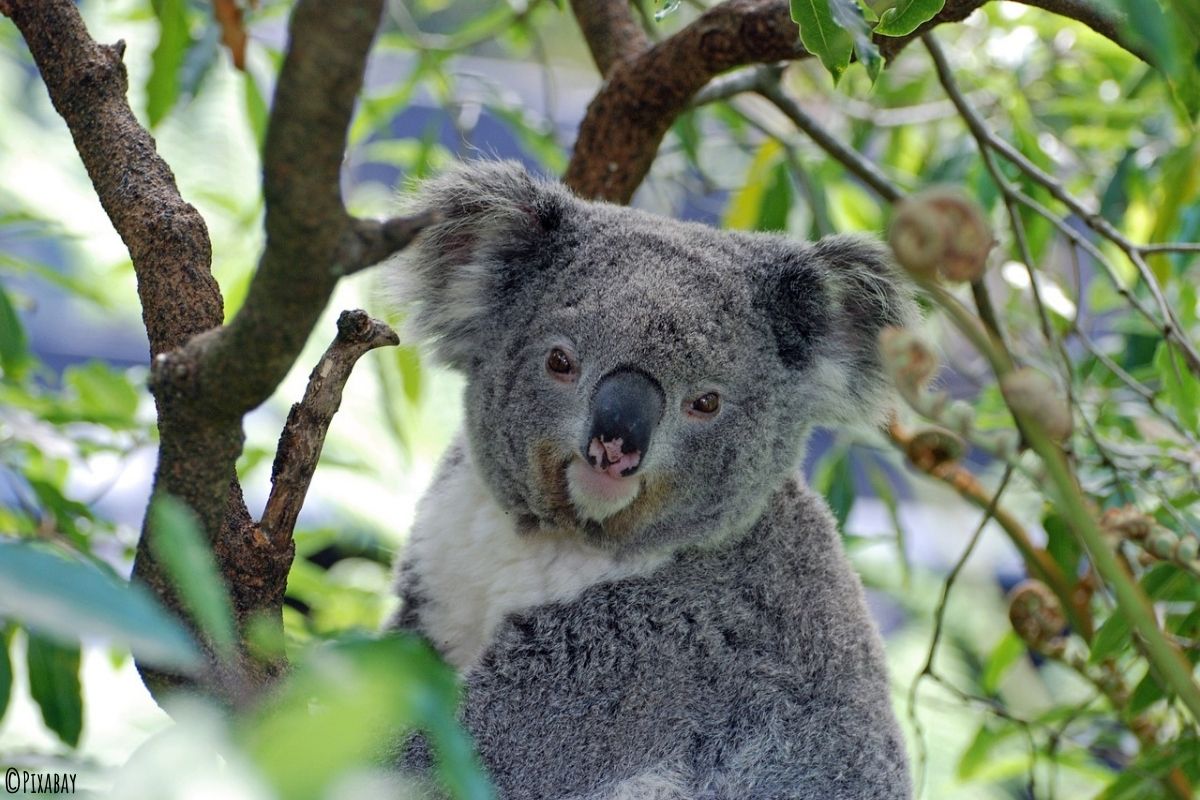 Koala zwischen Eukalyptus Blättern