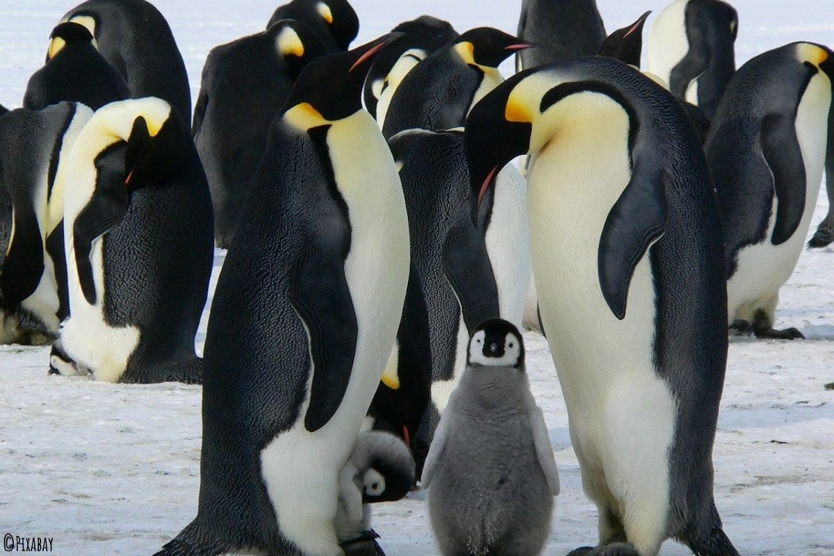 Kaiserpinguin Familie mit Mutter, Vater und Kind