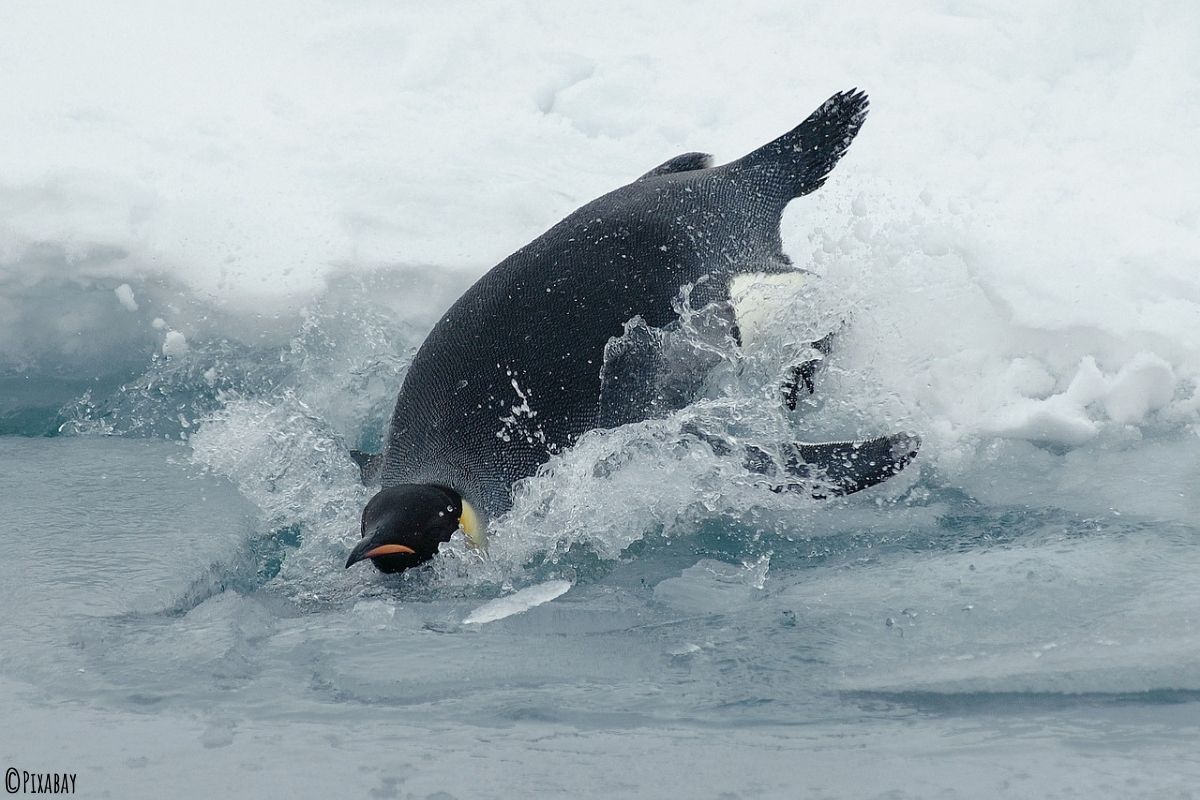 Kaiserpinguin im Eismeer baden