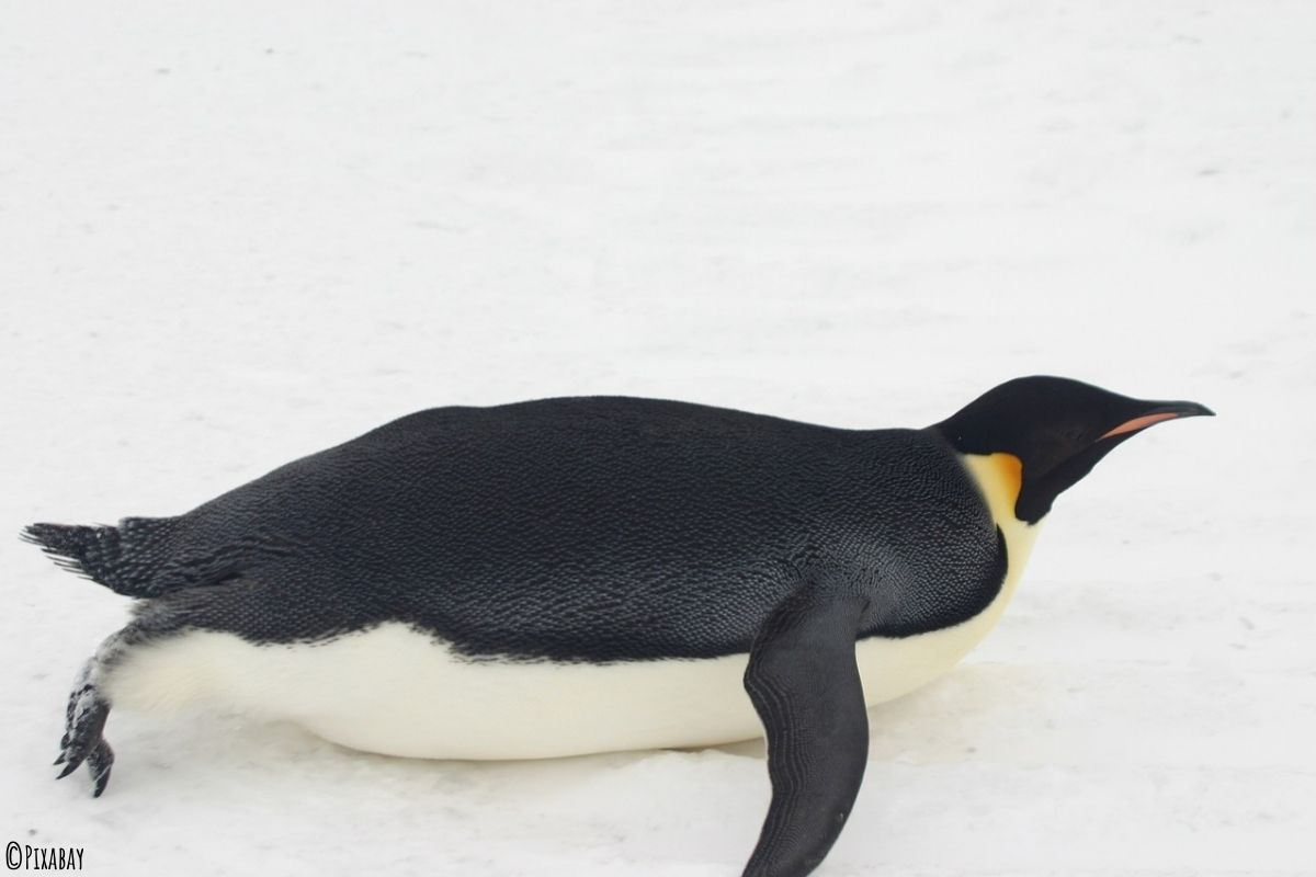 ausgewachsener Kaiserpinguin liegend auf dem Bauch