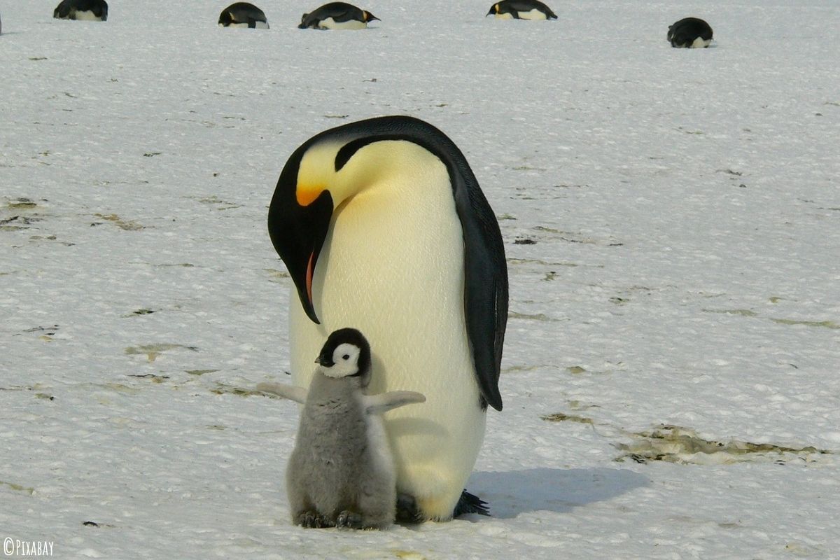 Kaiserpinguin mit Babyjungen