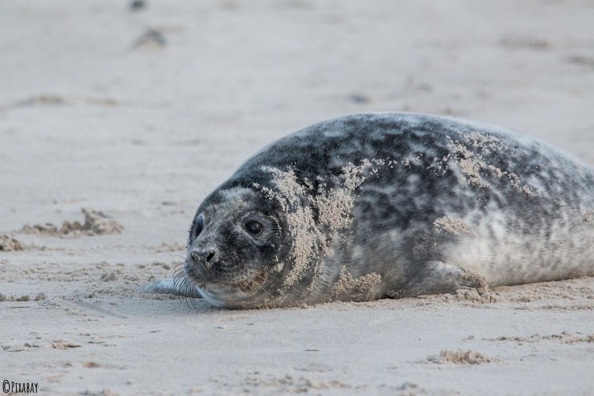 Blubber Kegelrobbe