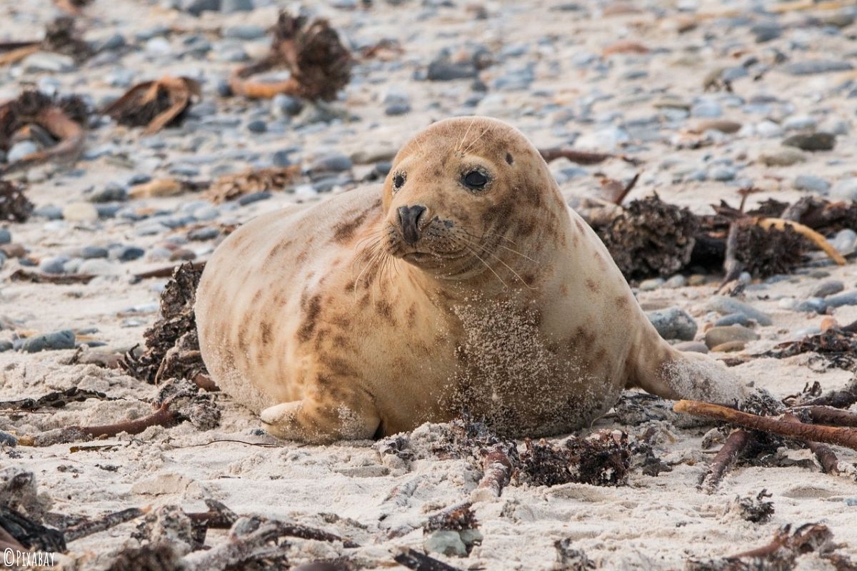 Kegelrobbe am Strand