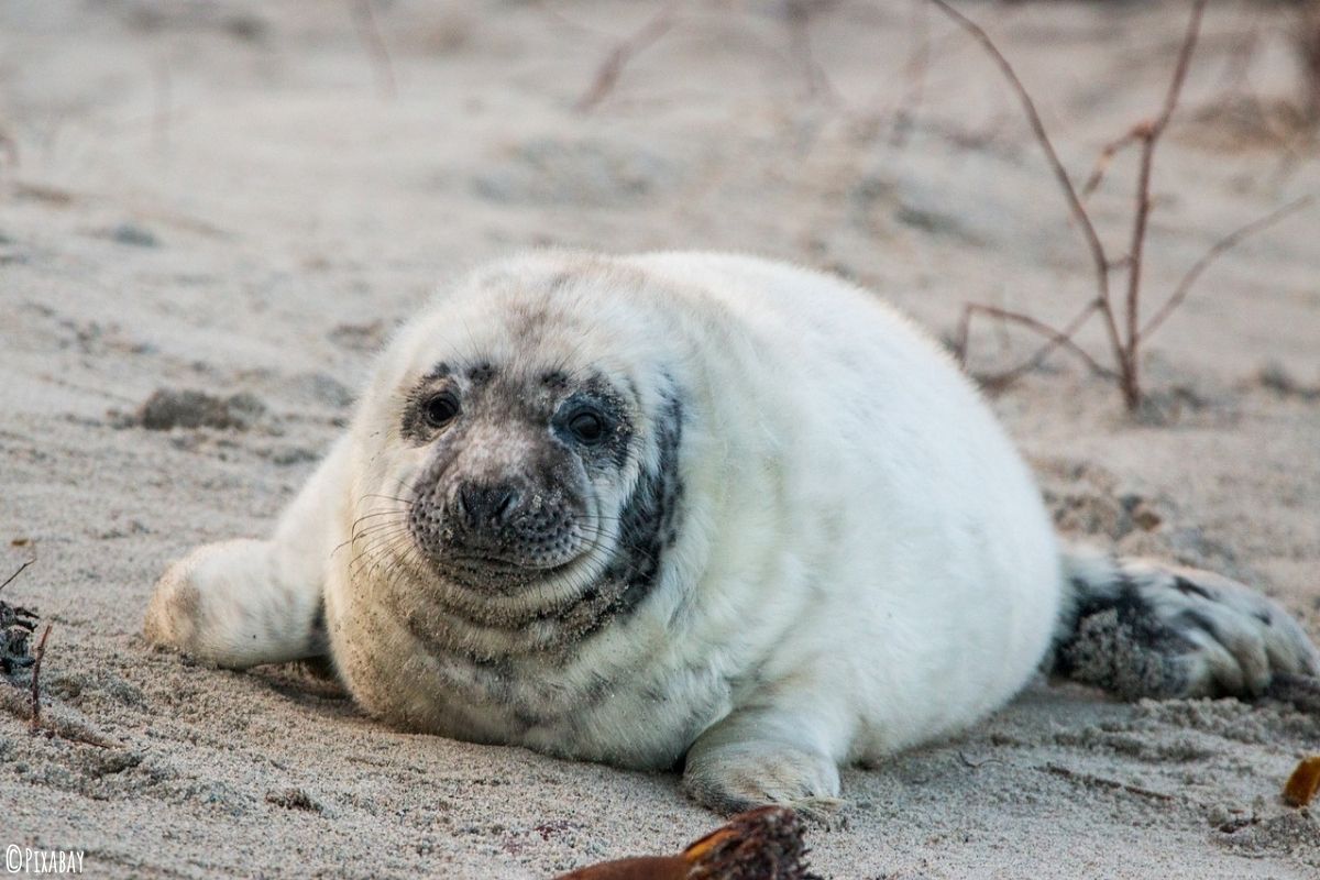 Weiße Kegelrobbe am Strand