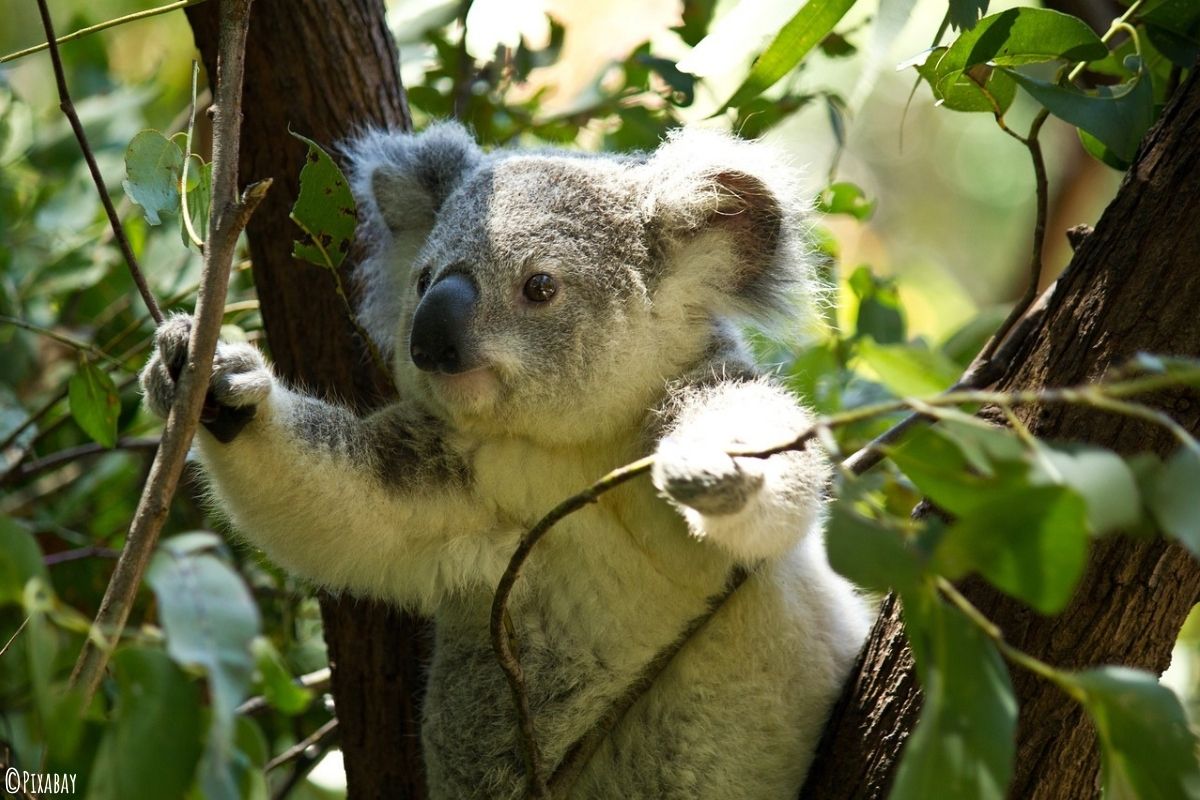 Koala klettert im Eukalyptusbaum