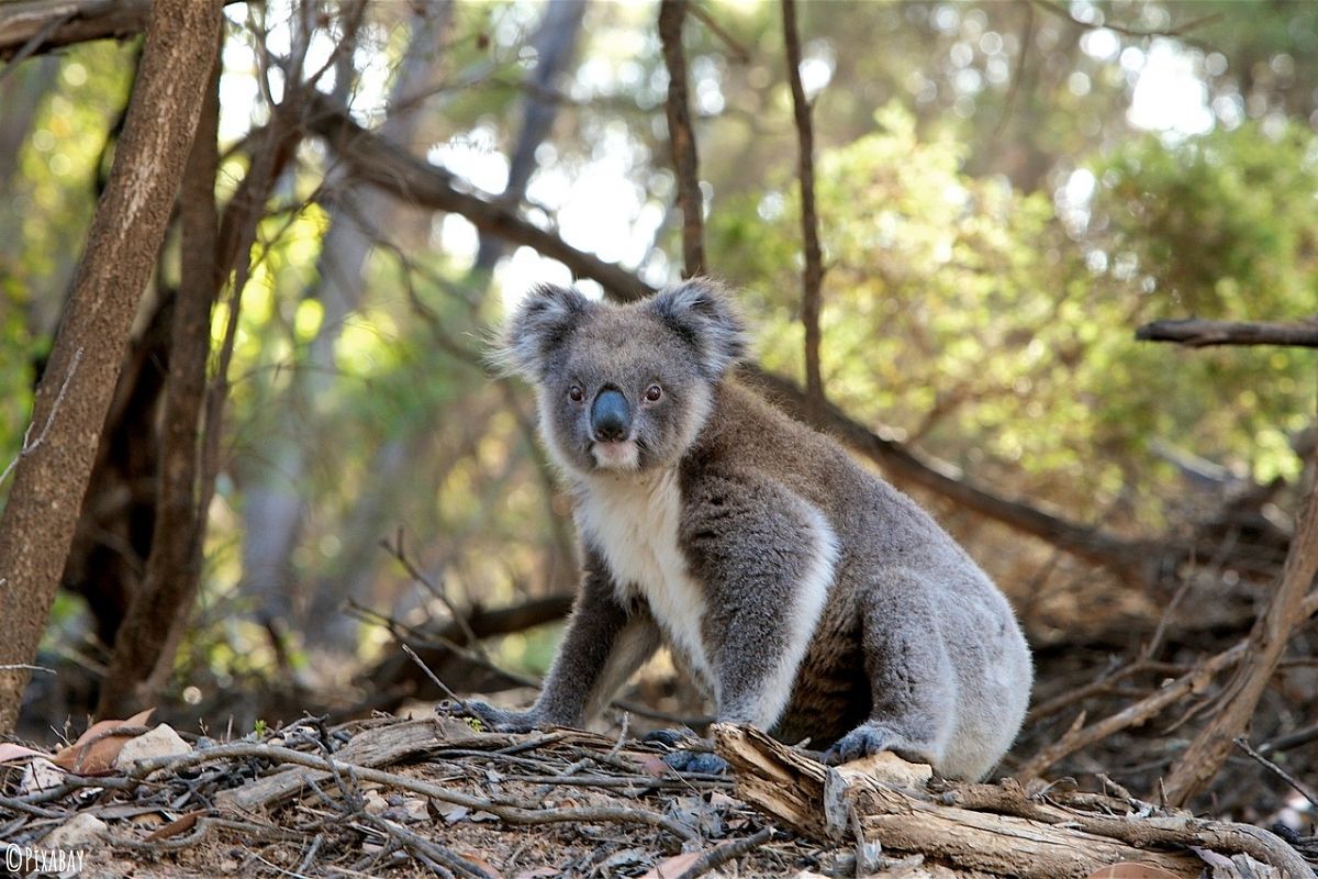 Koala sitzend auf dem Waldboden