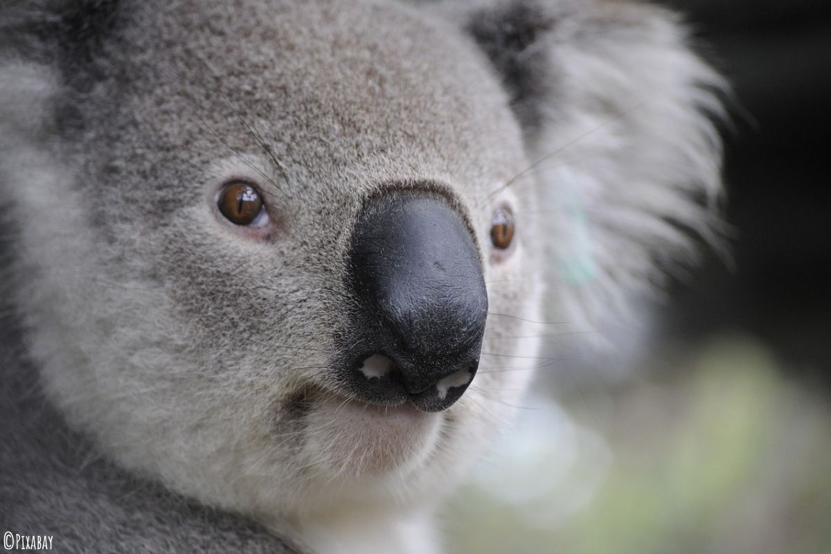 Nahaufnahme eines Koalas