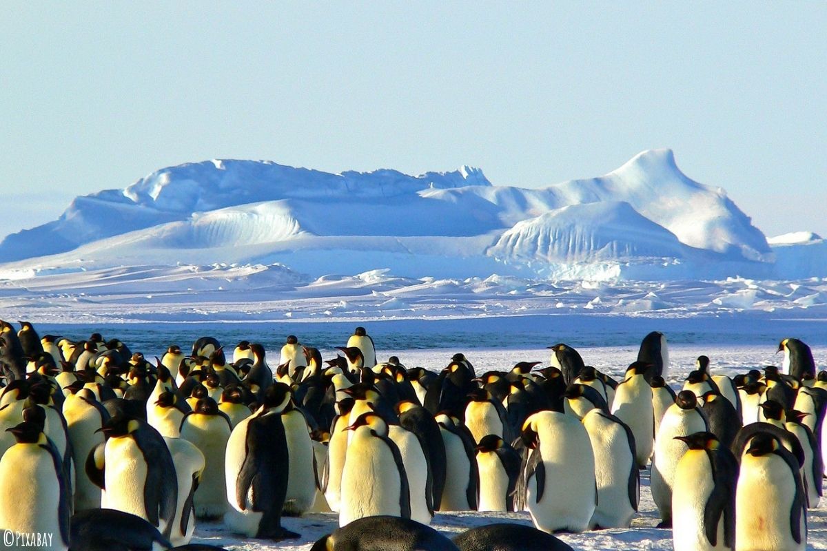 Hunderte Pinguine zusammen in der Antarktis