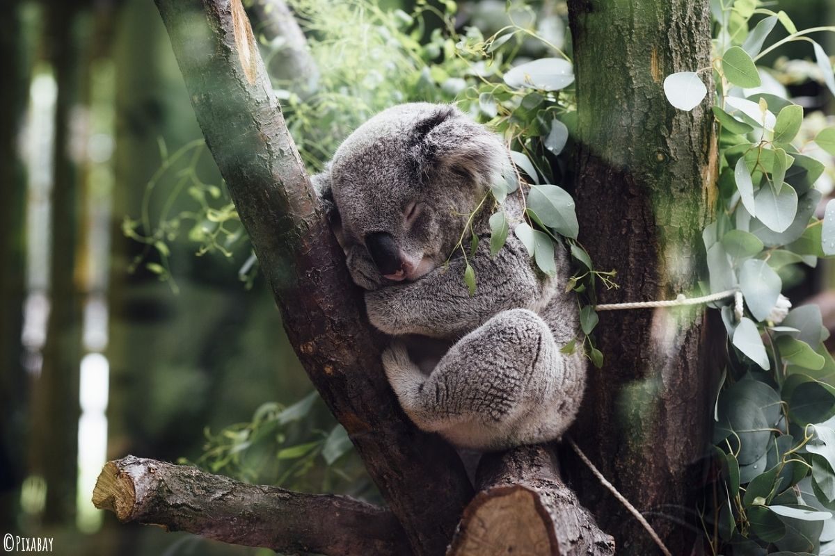 Koala zwischen Eukalyptus Bäumen sitzend