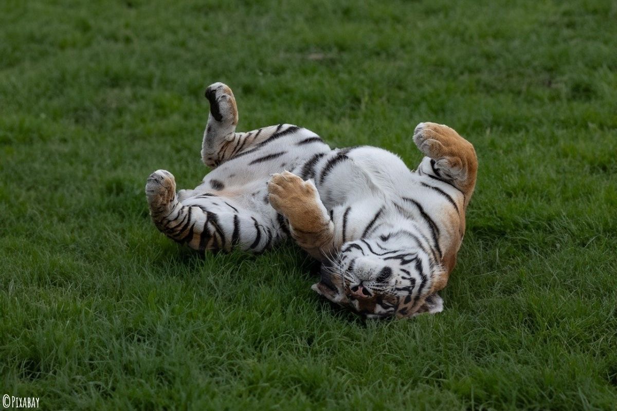 Tiger auf den Rückend wälzend