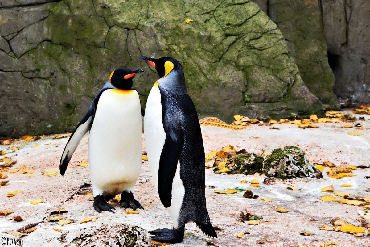 Zwei Kaiserpinguine stehend am Ufer