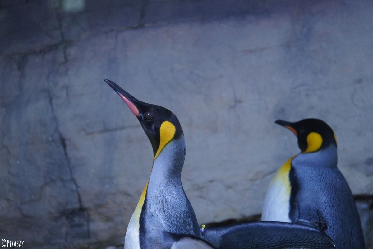 Zwei Kaiserpinguine im Seitenprofil