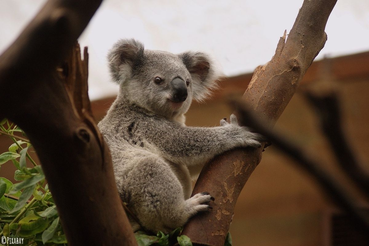 Koala im Baum