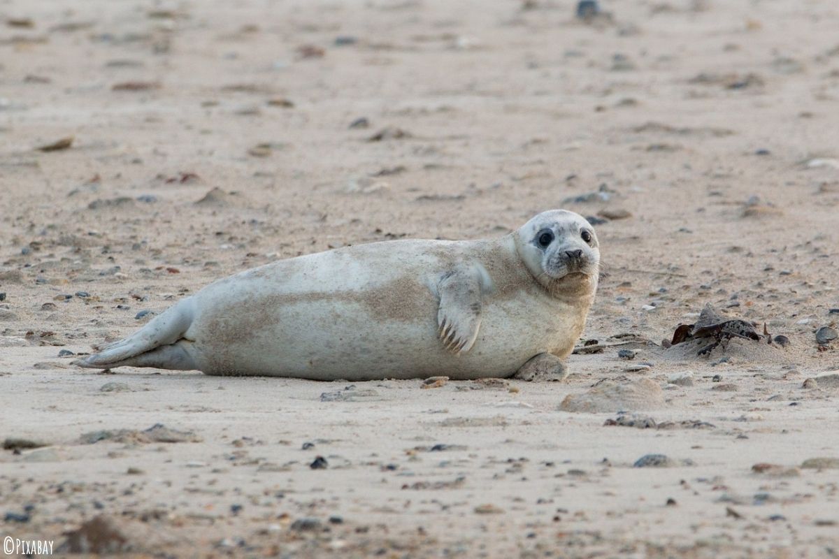 Ausgewachsene Kegelrobbe am Strand