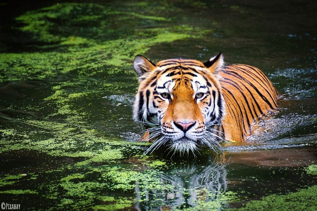 Tiger schwimmt in einem grünen Teich