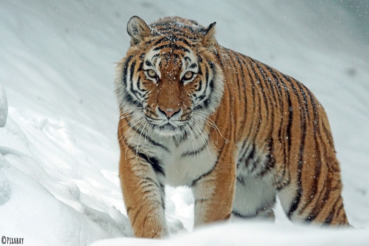 Tiger im Schnee